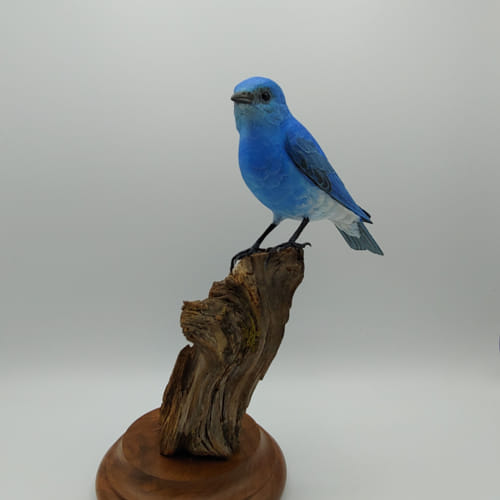 Colorado Mountain Blue Bird $1300 at Hunter Wolff Gallery