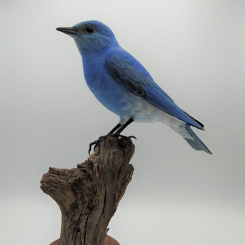 Colorado Mountain Blue Bird $1300 at Hunter Wolff Gallery