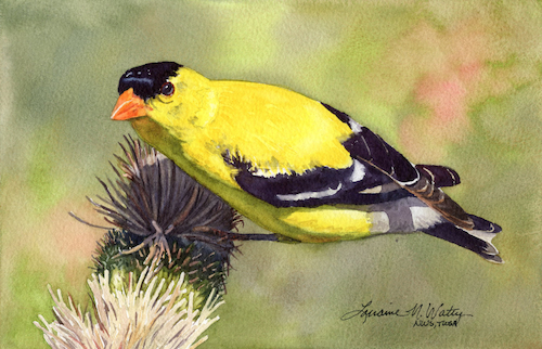 American Goldfinch 5.5x8.5 $350 at Hunter Wolff Gallery