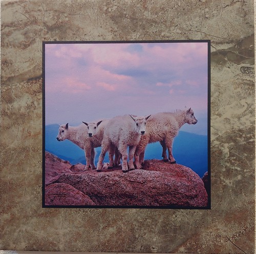 Click to view detail for Baby Mountain Goats 12x12 Stone Plaque $90