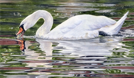 Click to view detail for Cygnus Olor 12.5x21 $1840