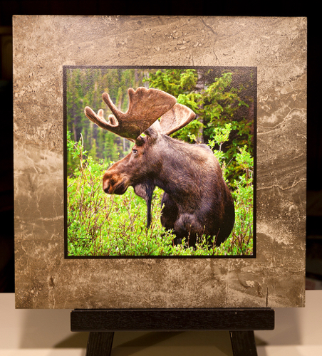 Click to view detail for Bull Moose, Indian Peaks Wilderness on Stone Plaque 12x12 $90
