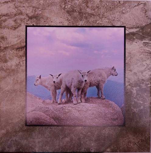 Click to view detail for Mountain Goat Kids (Colorado) 12x12 $90