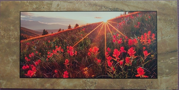 Click to view detail for Indian Paintbrush on Shrine Ridge 12x24 $180