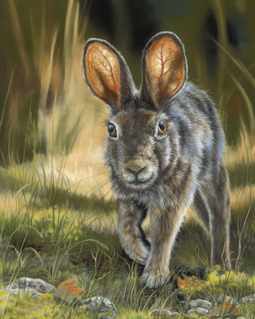 Sunlit Cottontail 10x8 $550 at Hunter Wolff Gallery