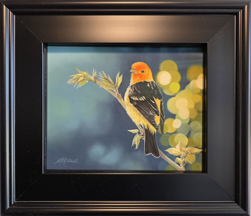 Click to view detail for Western Tanager 8x10 $550