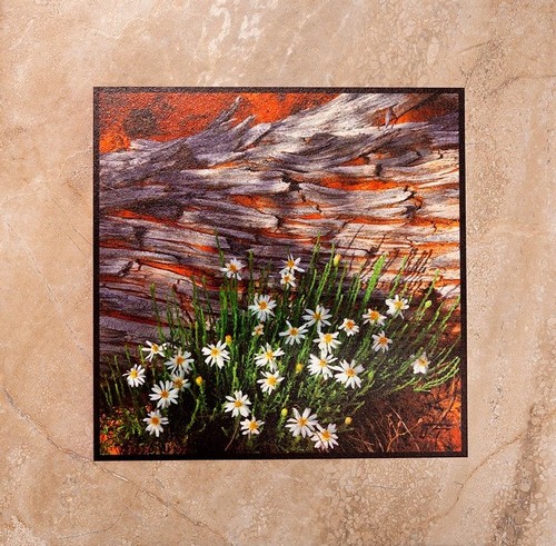 Click to view detail for Pinion Dasies 12x12 $90